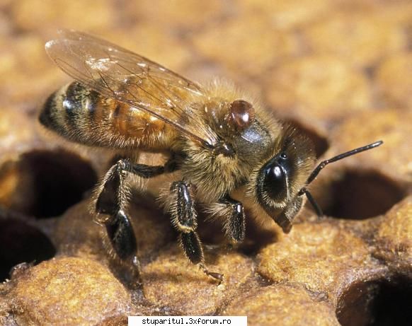 fagurii tava constatare intriganta utilizati actual unor albine mult mai mari decat cele care cresc