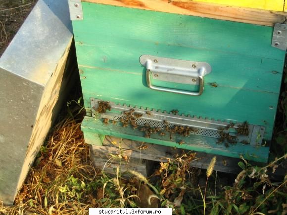 tratament varachet albinele deja iesite cules intorc incarcate polen dar .... vor trebui mai astepte
