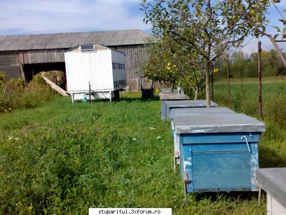 nelamurire este familii jos albine lazi poze rubrica cine sunt eu  vedeti acolo iar depinde