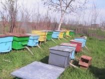 metoda iernare matcilor ,poate cunoscuta unii apicultori apa din bucata panza iau timpul cat