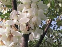 albinutele mele scumpe dragi albinuta salcam. flori salcam asa arata-u unele locuri mai dosuri