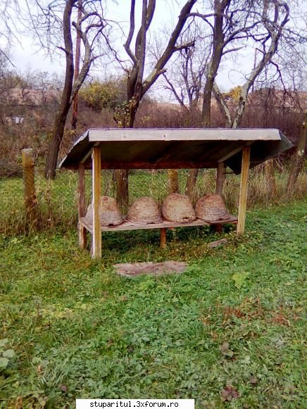 stupi parasiti iata intampla cand grija stupi, chiar primitivi fiind. CLUB STUPARITUL