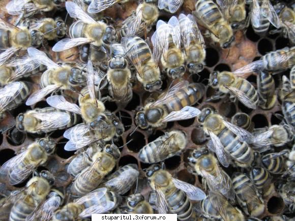 se vb. de puirt varos, sa-mi dau si eu cu 2 ani am cump 16 fam de la un batran, care nu prea mai