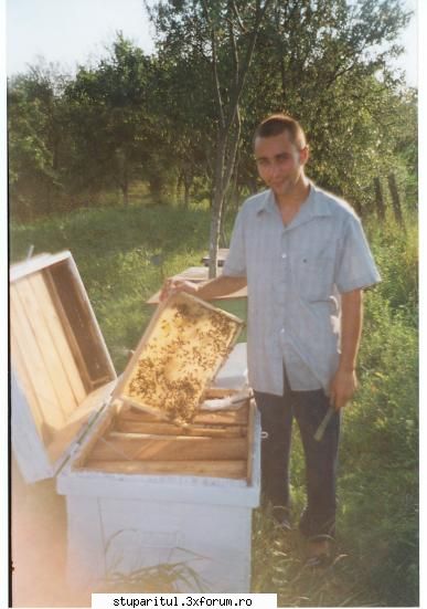 stup colector polen atasat. aici ,in anul 1998,un roi care cladit ore timpul culesului cladit rame