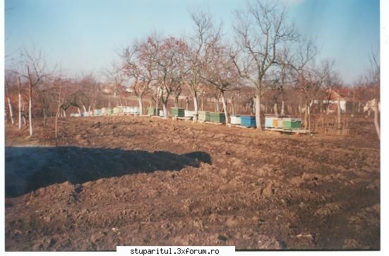 stup colector polen atasat. anul 1997 luna pt. iernare.