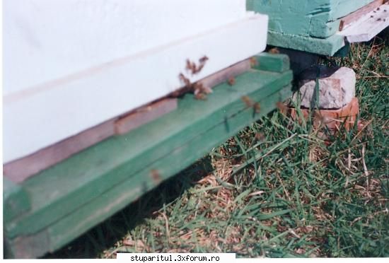 stup colector polen atasat. primavara unui roi albine infintat anul precedent.