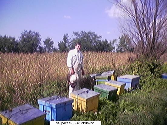 albinelor salut pentru toti stuparii incepatori toate cat traim alaturi albine putem considera