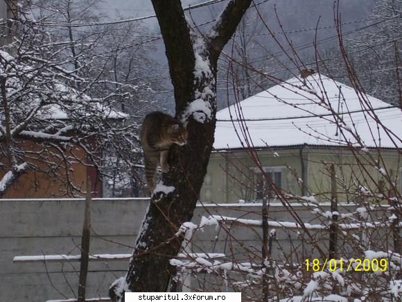 avem si un spectator