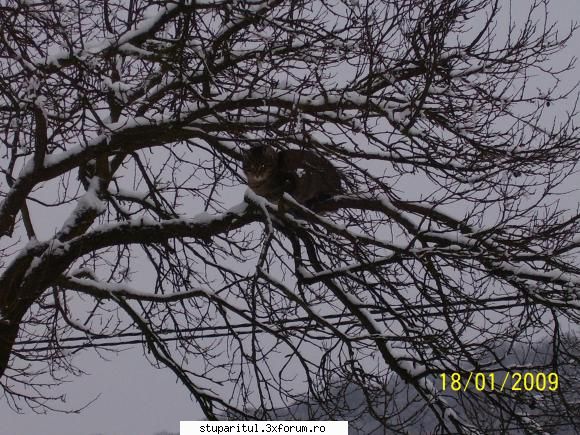 dar gaseste o pozitie de siguranta si asista degajat la spectacol