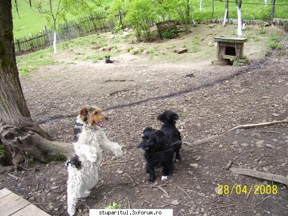 foxi trebuia sa fie caine de vanatoare dar n-a fost sperie foarte tare de ca l-am adoptat noi si