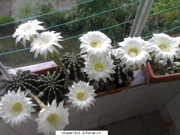 poze cactus inflorit