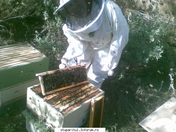 salut admir multumesc intrebare ramele leam gasit aici liam primit dela apicultor pentru lucra