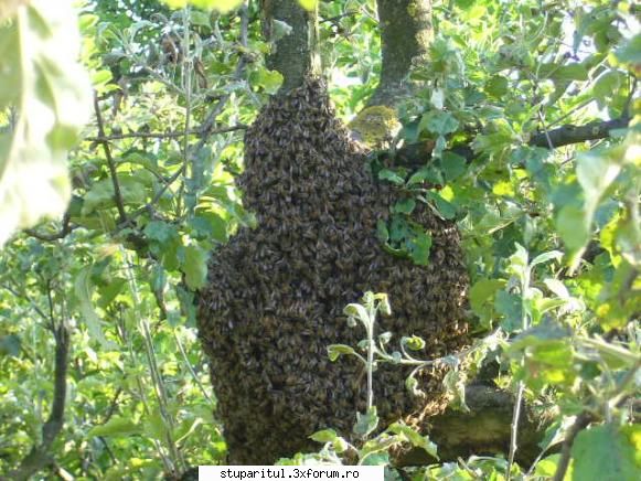 apicultor nou salut dragi apicultori