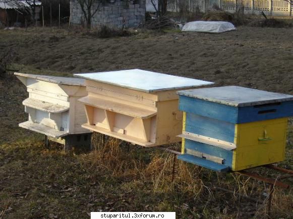 apicultor nou insorita primavara.