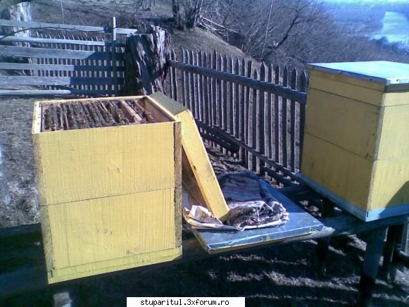 foto mine ... apicultura  