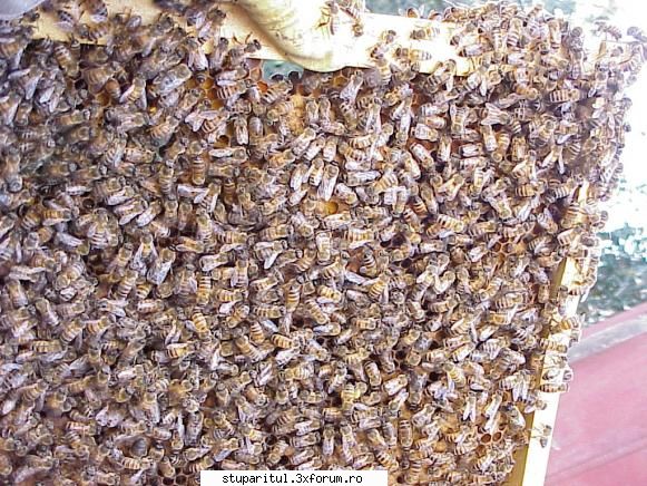 nou pasionat andreirn dus rama miere alt stup rame fundatie impartit albinele 6/9 vizitez mai des