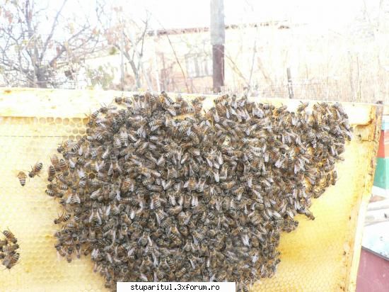 hranire aceeasi zi, rama din cuib aproape fara miere. albinele strang din cauza scuturata deasupra