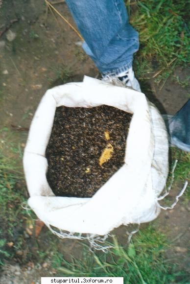 albina moarta. :limba: iata fagurii si albina unui stup acidentat la transport (pastoral)