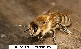 rasa albine asta? apis mellifera carnica este subspecie albinei melifere europene, apis mellifera.