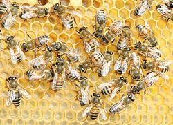 rasa albine asta? albina buckfast este hibrid prin diferite ale albine melifere europene (apis