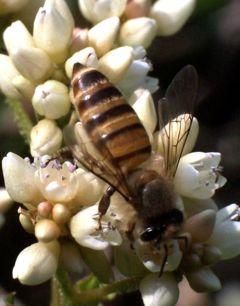 rasa albine asta? apis cerana, sau albina (sau albina este specie albine melifere din sudul şi