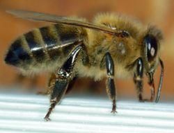 rasa albine asta? albina (apis mellifera şi albina este subspecie albinei melifere europene,