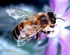 rasa albine asta? albina sau albina (apis mellifera) este specie din familia      