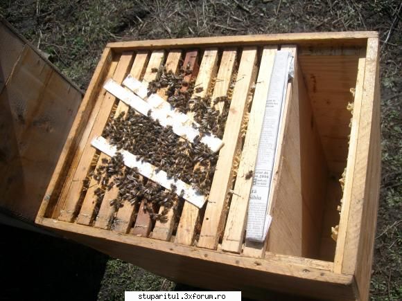 stupul layens adapost ideal pentru albine alta