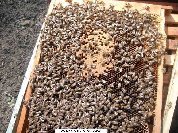 stupul layens adapost ideal pentru albine puietul este cam rame 3/4 din ele, puietul care vede rest