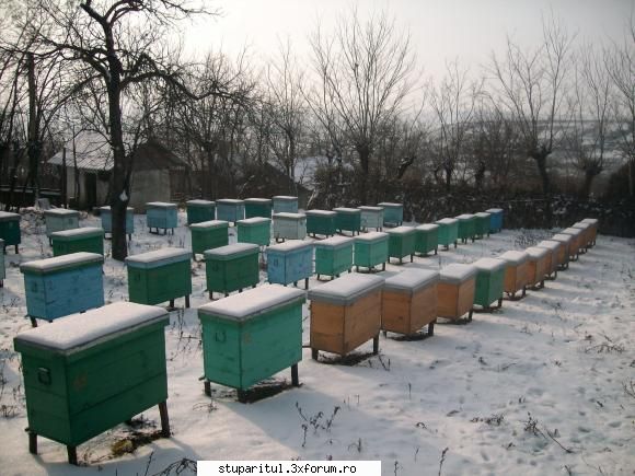 valy_cot apicultor din moldova arat stupii mei (dintre care layensul este preferat)