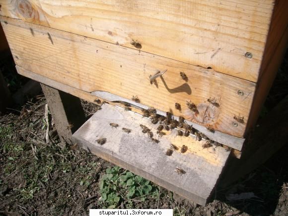 valy_cot apicultor din moldova alta