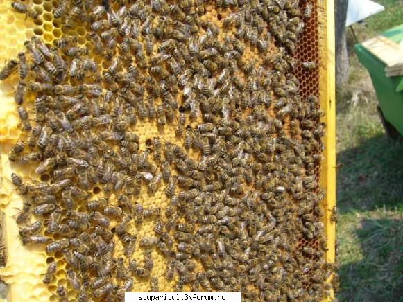 apicultor nou sfirsit venit primavara. pomii inflorit albinele sunt control toate puiet 2-3 rame