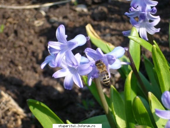 apicultor nou flori
