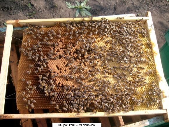stupul layens adapost ideal pentru albine hristos inviat ora asta stupul layens 6-7 rame cam asa