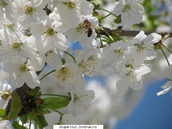 albinuta floarea cires. cirese!!!