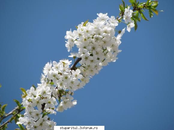 albinuta floarea cires. cerul albastru