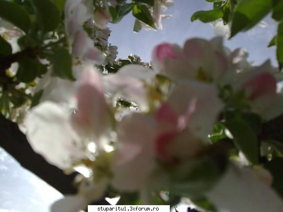 albinutele cladit flori cires