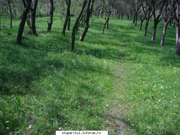 pasionat incepe isi dea drumu flora prin poza veche sapt...azi mult mai evoluata