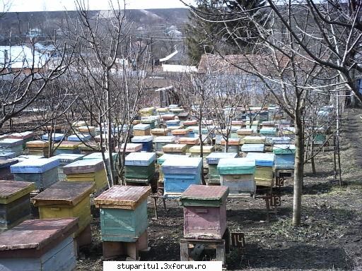 intrebari ani apicultura folosit zahar doar pentru stimulare. ani mai folosesc zahar.