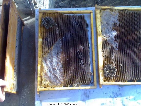 albine albinele erau moarte rame