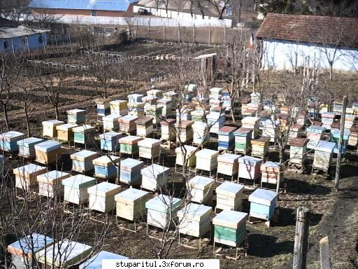 merita sau nu? merita si-ti urez miere multa ani buni apicoli.