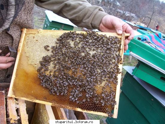 albine colonie parazitata procent crescut varoua paraseste stupul chiar toamna tirziu. parte din
