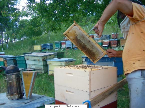 mai 2009 i-am extras doar caturi, deoarece putem nu-i las lui cat miere. culesul salcam incetat, din
