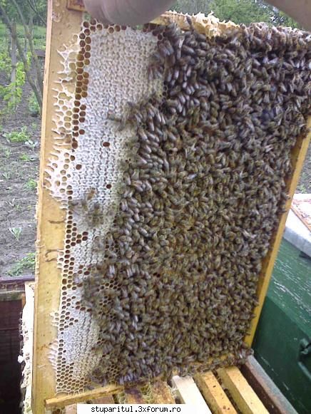 inca albinar caserolele sunt cumparate targul blaj unde cumparat borcanele plastic unica folosinta.