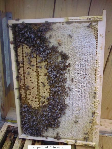 inca albinar sunt stricate, vor cladite loc, singura problema este stupii prefera aceasta faza