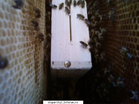 pozele lui bunka!! aici pot observa clar cateva albine din stup care imediat introdus caseta urcat CLUB STUPARITUL