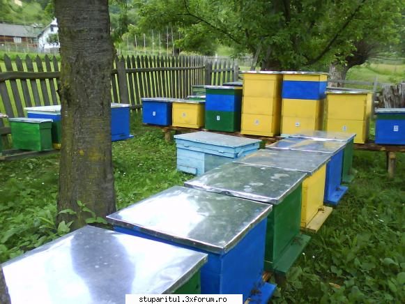 foto mine ... extras parte din familiile albine facut ultimii roi prin adaugarea 2-3 rame puiet