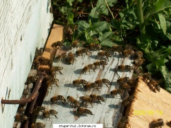 albine colegii mei stupari din zona mira marimea albinelor mele ale lor sunt talie mult mai mica,si