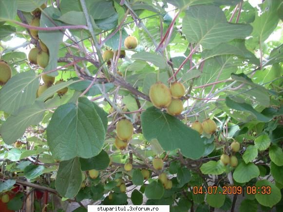 roby1982 urma ceva timp prezentam plantele mele kiwi inflorite, acum fructele