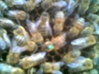 rase albine rasa albine credeti este matca din foto mai jos?din linie genetica trage?